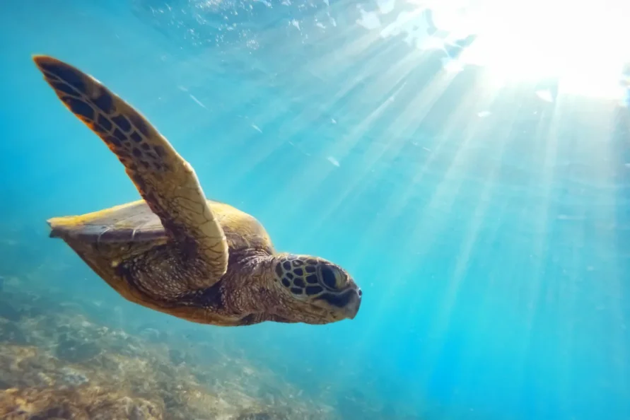 Beginner Scuba Diving with Turtles in San Juan